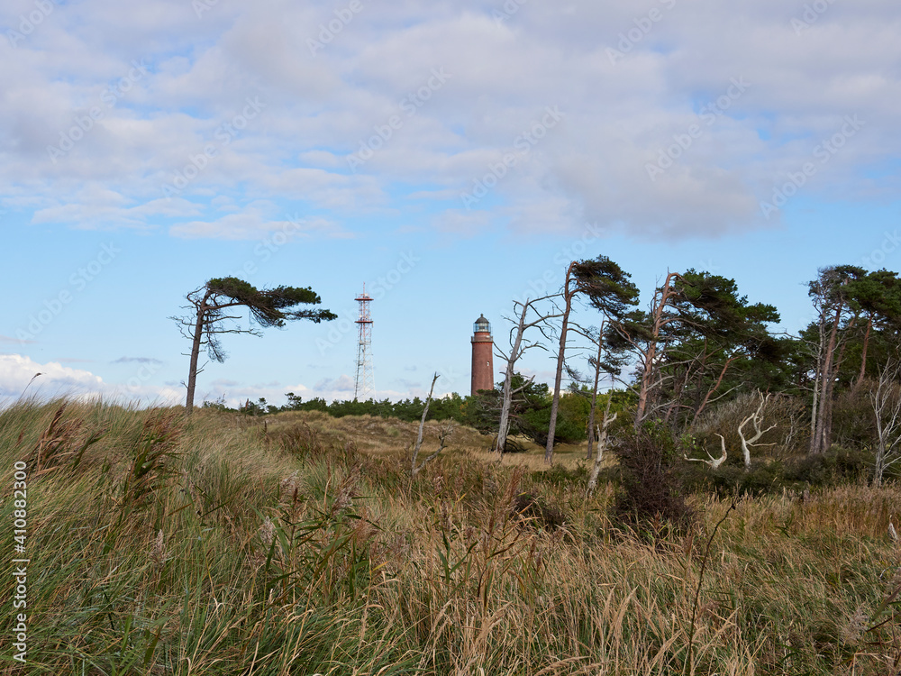 Mystischer Darßer Urwald, Nationalpark Vorpommersche Boddenlandschaft, Mecklenburg Vorpommern, Deutschland