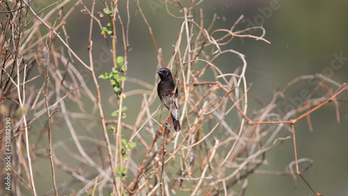 The white-bellied drongo (Dicrurus caerulescens) is a species of drongo found across the Indian Subcontinent. Like other members of the family Dicruridae, they are insectivorous. photo