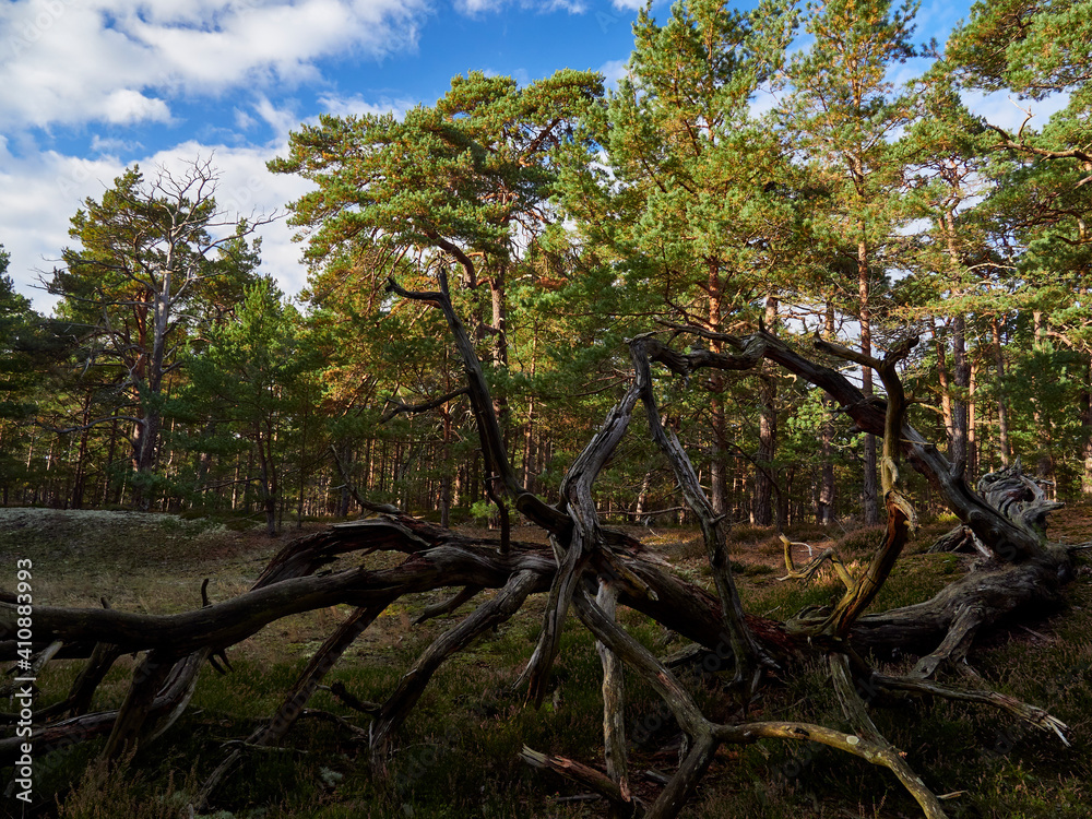 Fototapeta premium Mystischer Darßer Urwald, Nationalpark Vorpommersche Boddenlandschaft, Mecklenburg Vorpommern, Deutschland