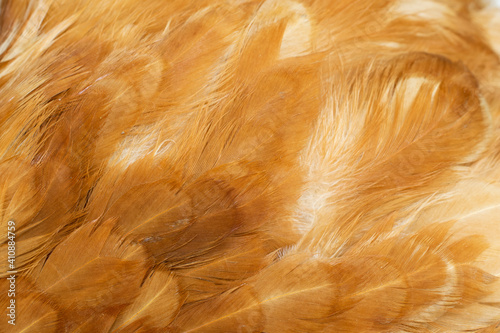 macro photo of brown hen feathers. background or textura