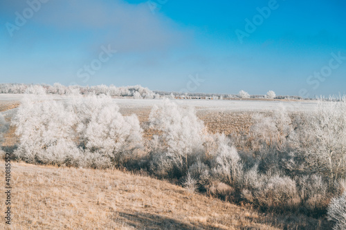 snow covered trees