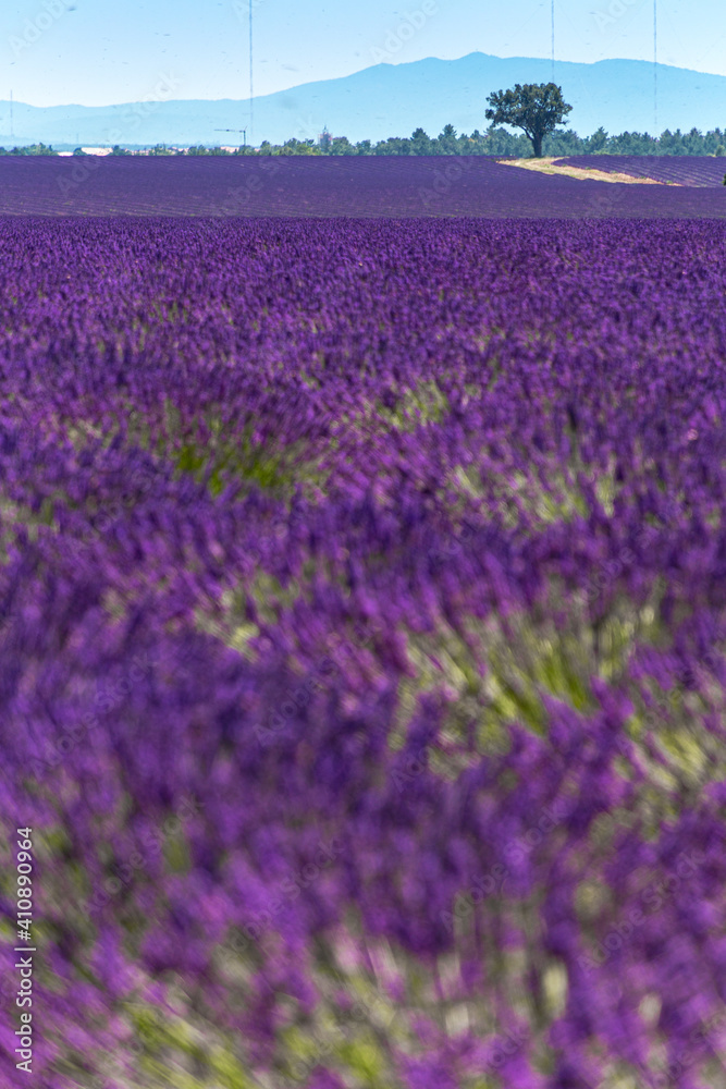 Lavender field in Provence, France