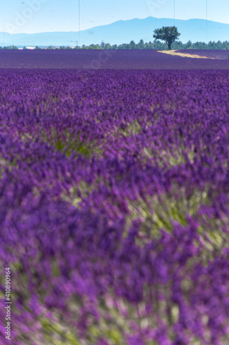 Lavender field in Provence  France