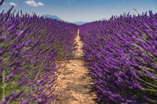 Lavender field in Provence, France