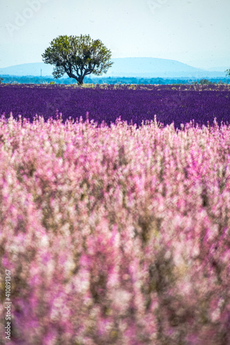 Lawendowe pole w Prowansji, Francja