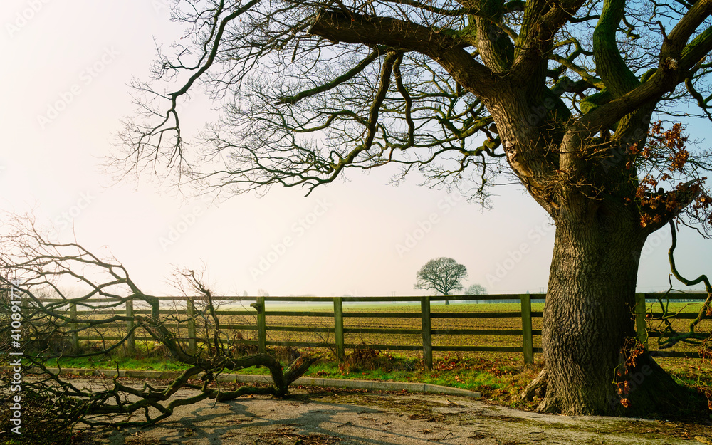 Oak tree with broken branch on ground following storm damage in Beverley, UK. Oak tree with broken branch on ground following storm damage in Beverley, UK.