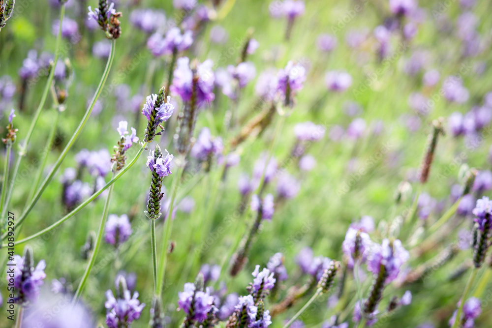 Beautiful blooming purple lavender flowers in field, violet fragrant lavender flower in summer garden. Perfume ingredient and aromatherapy product. Beautiful blooming purple lavender flowers in field, violet fragrant lavender flower in summer garden. Perfume ingredient and aromatherapy product.