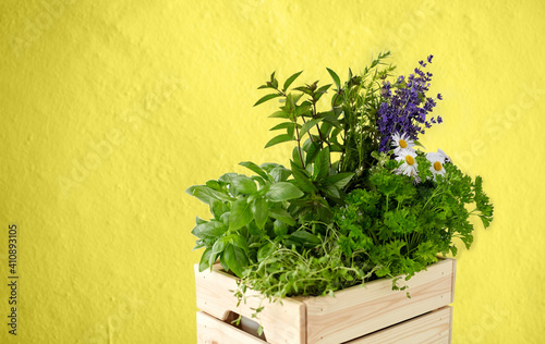 gardening, plants and organic concept - green herbs and flowers in wooden box over yellow background