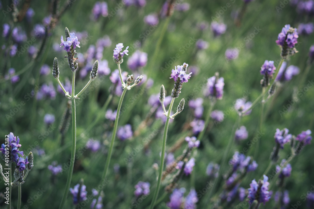Naklejka premium Beautiful blooming purple lavender flowers in field, violet fragrant lavender flower in summer garden. Perfume ingredient and aromatherapy product.