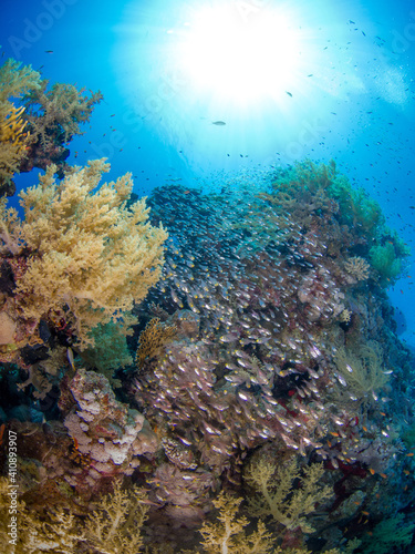 Fototapeta Naklejka Na Ścianę i Meble -  Schooling Glassfish in a coral reef (Sharm El Sheikh, Red Sea, Egypt)