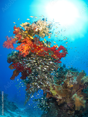 Fototapeta Naklejka Na Ścianę i Meble -  Coral formation with school of reef fish (Sharm El Sheikh, Red Sea, Egypt)