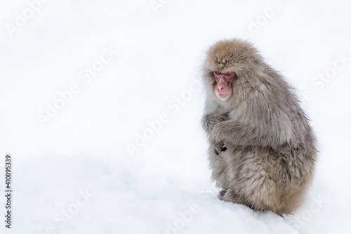 Japanese Macaque snow monkey sat in the snow.  © L Galbraith
