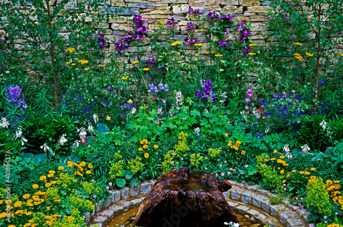 Fototapeta Naklejka Na Ścianę i Meble -  Impressive Colourful garden flower combination border with Achillea, Aquilegia, Delphiniums and Clematis