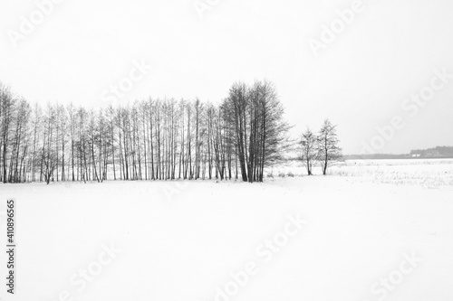 winter landscape with a row of bare trees and snow covered field