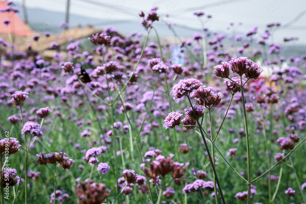 Verbena flower (argentinian vervain or purpletop vervain), beautiful purple flowers blooming in the meadow