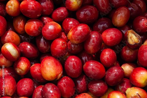 Freshly picked coffee cherries natural