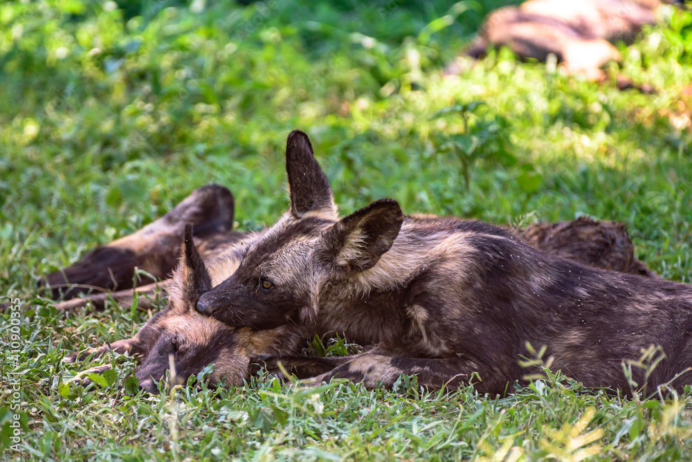 A pack of African WIld Dog resting in a shadows during a hot day in the Kruger NP South Africa.