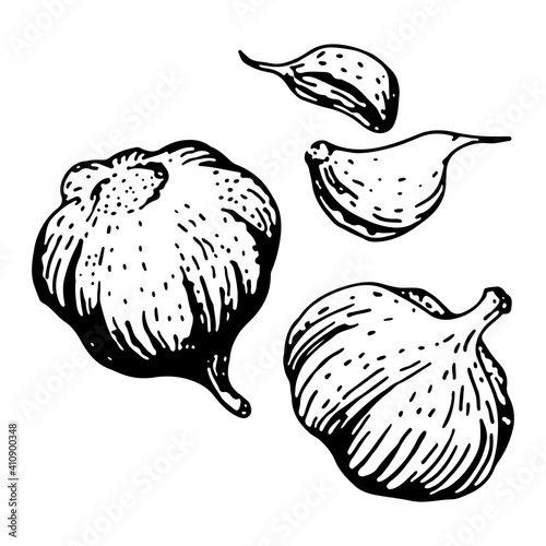 vector illustration, garlic sketch. Vegetable vector, monochrome contour on white