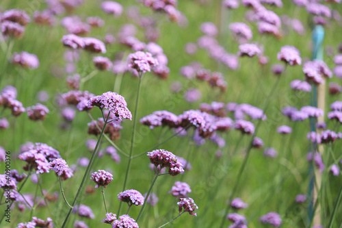 Verbena flower (argentinian vervain or purpletop vervain), beautiful purple flowers blooming in the meadow