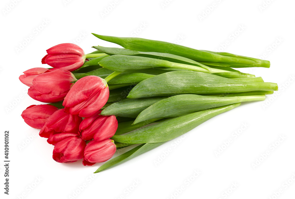 pink tulips isolated on white background pink tulips isolated on white background