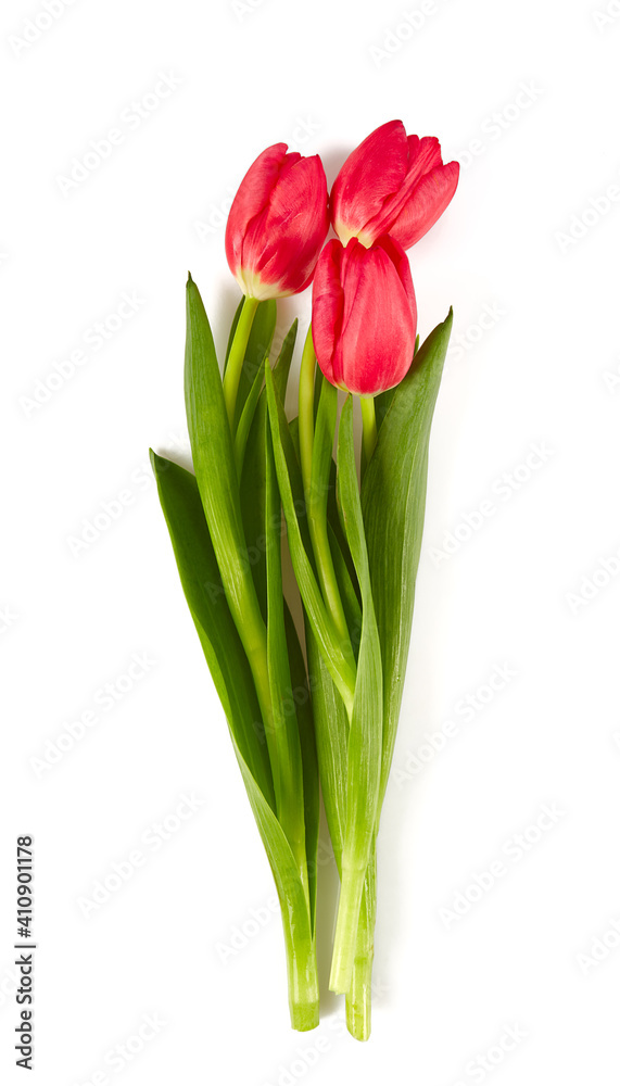 pink tulips isolated on white background pink tulips isolated on white background
