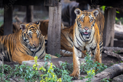 Fototapeta Naklejka Na Ścianę i Meble -  A hungry Bengal tiger looks at the photographer.