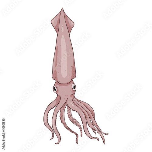 Vector Cartoon Squid. Cephalopod Color Illustration