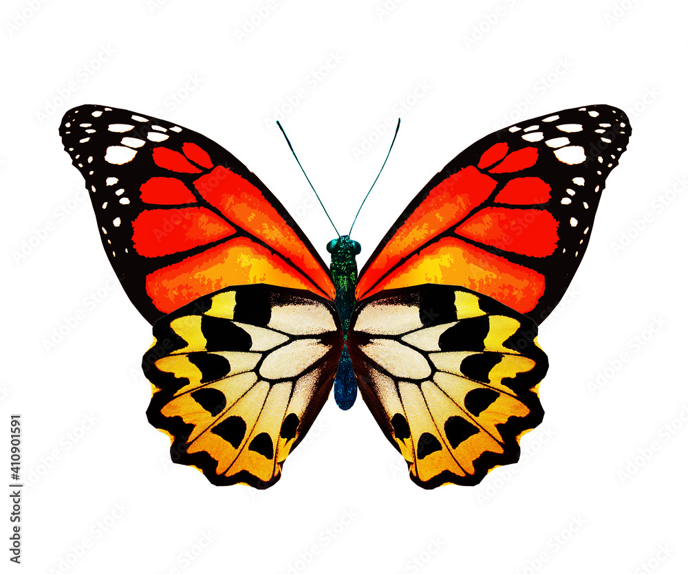 Fototapeta premium Color monarch butterfly , isolated on the white background