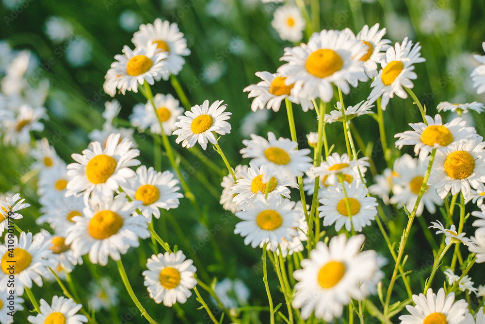 Fototapeta premium Camomile field