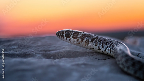 Fototapeta Naklejka Na Ścianę i Meble -  Balkan whip snake (Hierophis gemonensis or Coluber gemonensis), with beautiful pink coloured background. Colorful snake with grey scales on the ground near the sea. Wildlife scene from nature, Croatia