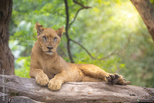 Schilderij op canvas A beautiful female lion lying on a rock under the tree with sunlight