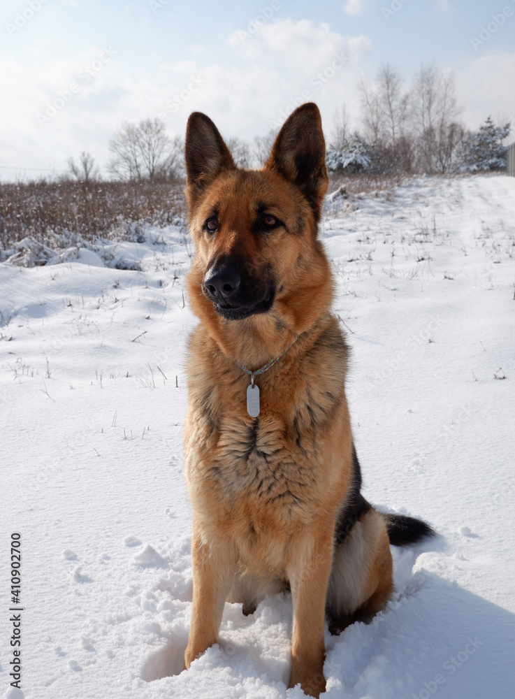 German shepherd dog sits on a snowy field on a sunny winter day. German shepherd dog sits on a snowy field on a sunny winter day.