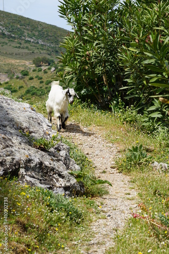 a kid goat on the hiking trail up to the Paleou-Piliou Oria Tavern (opposite of Palio Pyli Castle), Kos Island, Greece, May