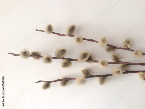 Three willow branches with catkins on white background. Willow twigs symbol of spring. Easter is main event for believers, timed coincide with resurrection of Jesus Christ. Close-up