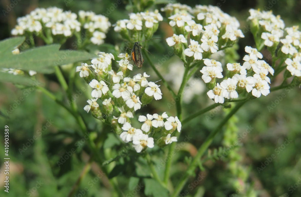 White yarrow flowers in the meadow, closeup