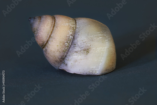 White wizard snail Filopaludina martensi photo