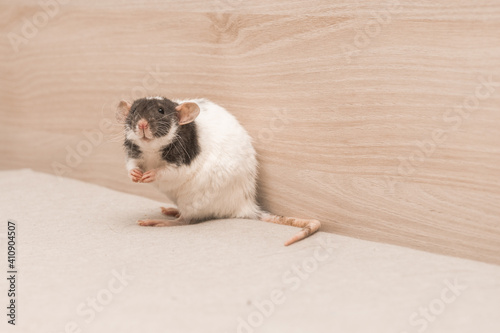 rats live in humans © Людмила Казак