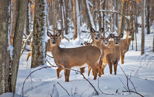deer in snow in winter in stevens point wisconsin