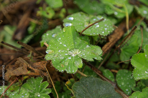 Selective focus shot of dew on green leaves