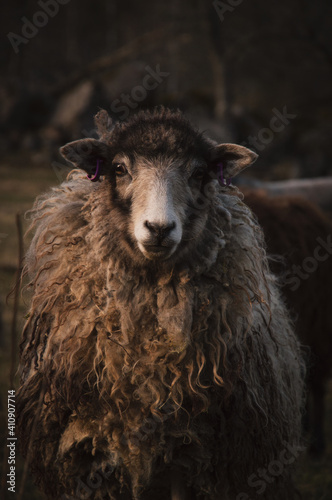 Fotografia Closeup portrait of a cute brown sheep on a farm staring at the camera