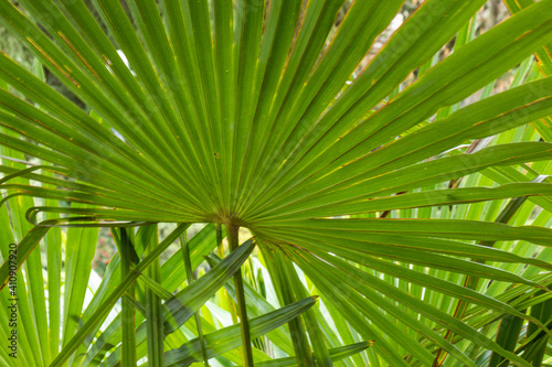 beautiful  green  natural  large palm trees and plants in the subtropics on a good day