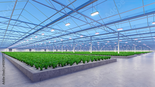 Big industrial greenhouse interior. Hydroponic indoor vegetable plant factory. Green salad farm. Concrete floor. 3D render © Nikolay E