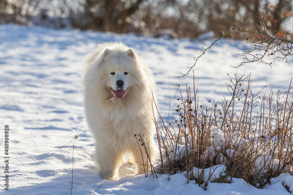 Samoyed - Samoyed beautiful breed Siberian white dog. The dog stands on a snowy path by the bushes and has his tongue out.