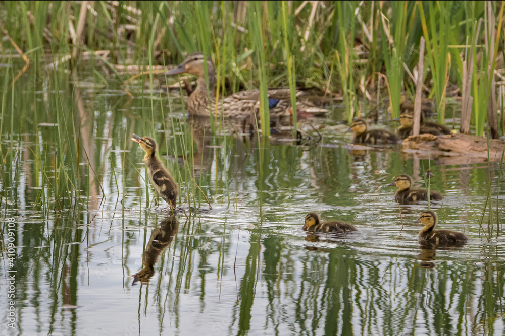 Baby duck starting a race on water with siblings Baby duck starting a race on water with siblings