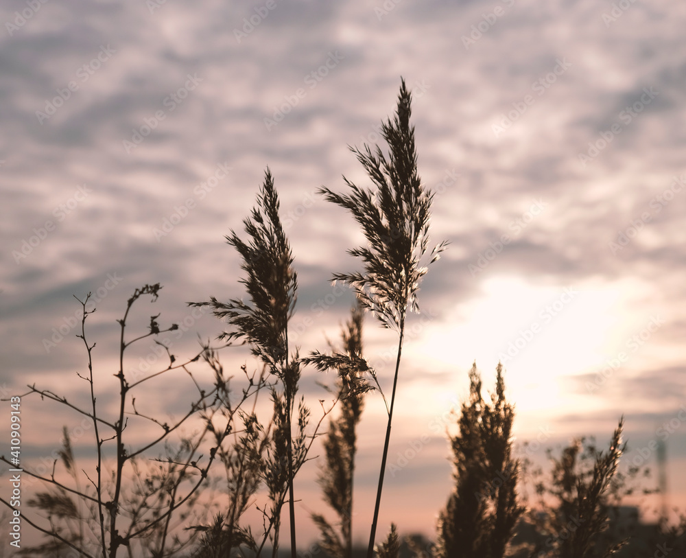 Obraz premium Golden reeds sway in the wind against sunset sky. Abstract natural background. Pattern with neutral colors. Minimal, stylish, trend concept. Golden sedge grass, dry reed, reed layer, reed seeds.