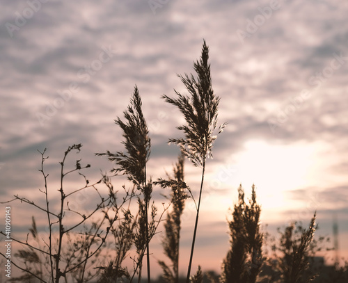 Golden reeds sway in the wind against sunset sky. Abstract natural background. Pattern with neutral colors. Minimal, stylish, trend concept. Golden sedge grass, dry reed, reed layer, reed seeds.