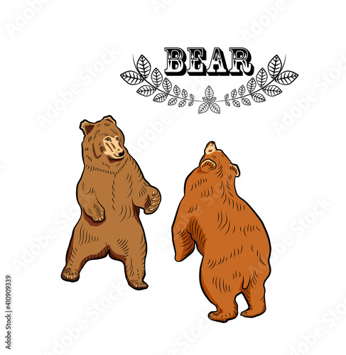 Colorful sketch. Battle of two bears. Boxing.