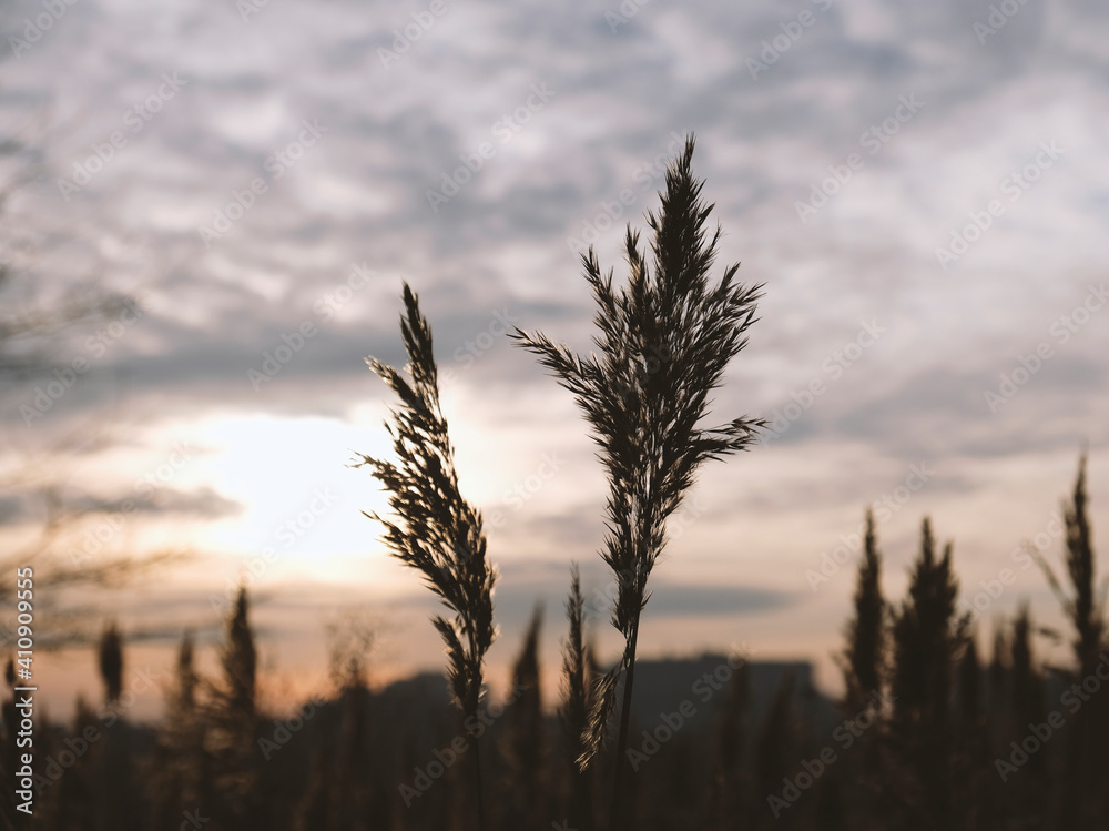 Obraz premium Golden reeds sway in the wind against sunset sky. Abstract natural background. Pattern with neutral colors. Minimal, stylish, trend concept. Golden sedge grass, dry reed, reed layer, reed seeds.