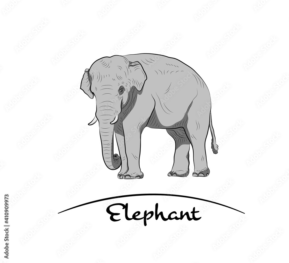 Fototapeta premium Sketch of elephant.Hand made.Gray tone.