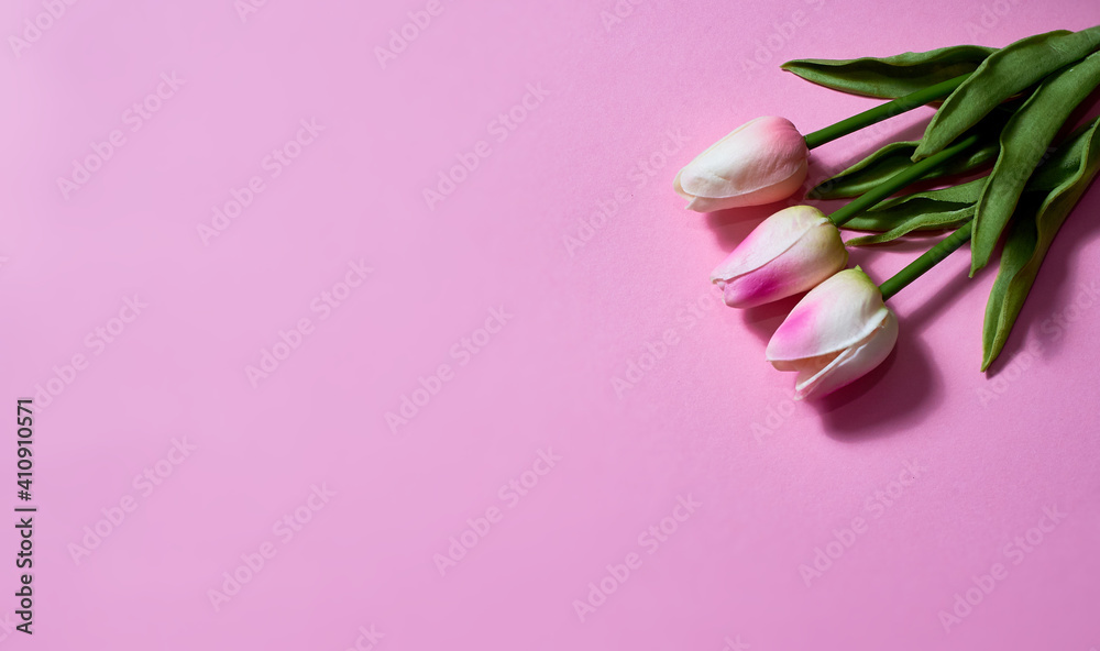 bouquet of three light pink tulips on a pink paper background